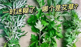 艾草视频,探寻传统草药的神奇魅力